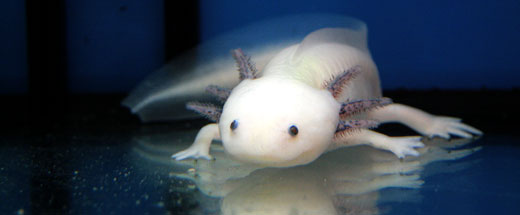 © CRTD/Boes; Das Axolotl bleibt ein Leben lang im Larvenstadium