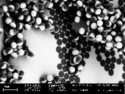 © Juliane Simmchen; Elektronenmikroskop-Aufnahme der nanoskaligen Januspartikel