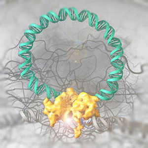 © Heinrich-Pette-Institut; Die Grafik zeigt die Brec1 Rekombinase (gelb) beim Herausschneiden des HIV-Genoms (türkis) aus einem DNA-Strang der menschlichen Wirtszelle.