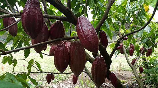© privat; So wächst Kakao: Früchte am Baum