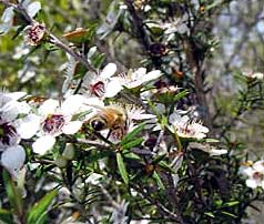 Biene auf der Manukabaum-Blüte. 