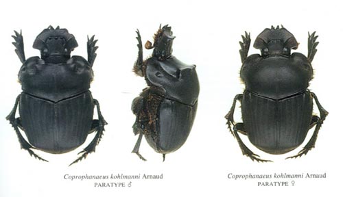 © Zwei von ihm entdeckte Käfer – hier einer von ihnen – wurden nach Bert Kohlmann benannt