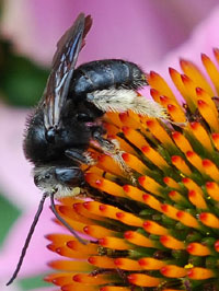 Echinacea ist als pflanzliches Arzneimittel zugelassen. Foto: John Baker/Flickr, Lizenz: CC-BY-2.0